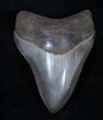 Inch Brown Georgia Megalodon Tooth #3233-2